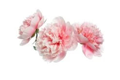 Coach Floral Blush EDP -Redken Butik 105881 88671 1687418230