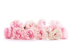 Coach Wild Rose EDP -Redken Butik 105898 88676 1687418670