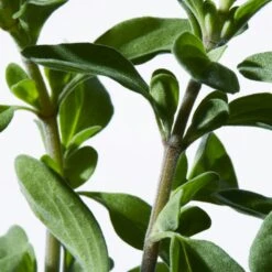 Shiseido Ultimune Power Infusing Eye Concentrate 7 Shiseido Ultimune Power Infusing Eye Concentrate -Redken Butik 95954 84890 1676542662